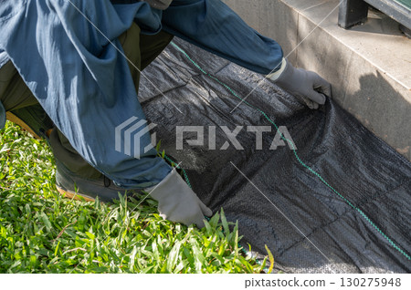 Gardener using black plastic sheeting for preventing weed growth by covered soil. It works by blocking sunlight, which is essential for plant growth, and essentially suffocating weeds. 130275948