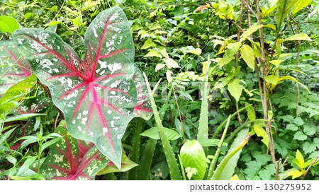 Beautiful Caladium Leaf with Red Veins in Lush Tropical Green Garden Beautiful Caladium Leaf with Red Veins in Lush Tropical Green Garden 130275952