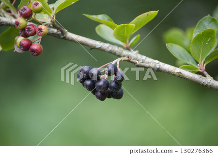 Clusters of ripe, dark chokeberries hang from a branch with green leaves. Clusters of ripe, dark chokeberries hang from a branch with green leaves. 130276366