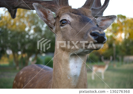 Close-up of a majestic deer in natural habitat with blurred background Close-up of a majestic deer in natural habitat with blurred background 130276368