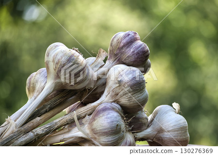 Freshly harvested garlic bulbs drying in the sun 130276369