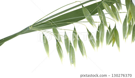 A vibrant close-up of green oat seeds against a pristine white background, showcasing nature's delicate design. A vibrant close-up of green oat seeds against a pristine white background, showcasing nature's delicate design. 130276370