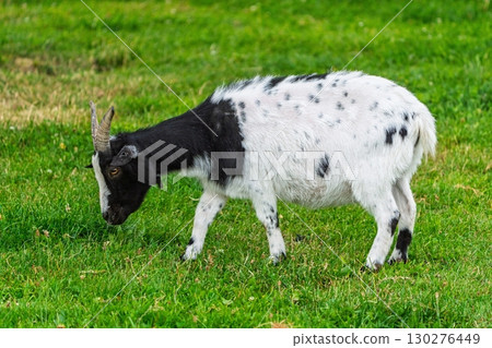 Spotted Goat Grazing in a Lush Green Field A Farm Animal in its Natural Habitat 130276449