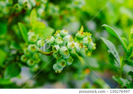 Unripe Blueberries A Close-Up of Green Berries on the Bush in Summer, Ready for Harvest 130276497