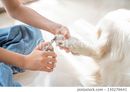 Cutting a golden retriever's nails (pet care) 130276641