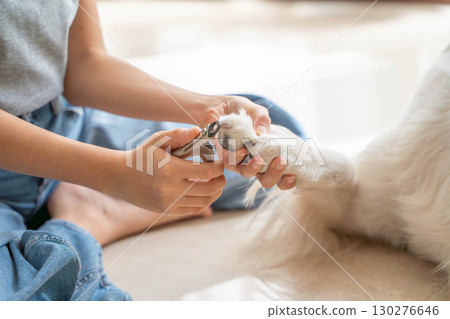 修剪黃金獵犬的指甲（寵物照顧） 130276646