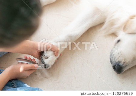 Cutting a golden retriever's nails (pet care) Cutting a golden retriever's nails (pet care) 130276659