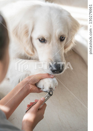 Cutting a golden retriever's nails (pet care) Cutting a golden retriever's nails (pet care) 130276661