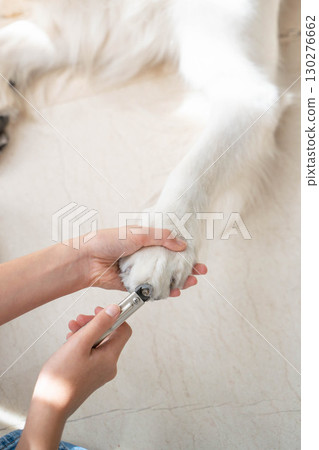 修剪黃金獵犬的指甲(寵物照顧) 修剪黃金獵犬的指甲(寵物照顧) 130276662
