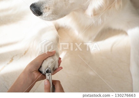 Cutting a golden retriever's nails (pet care) Cutting a golden retriever's nails (pet care) 130276663