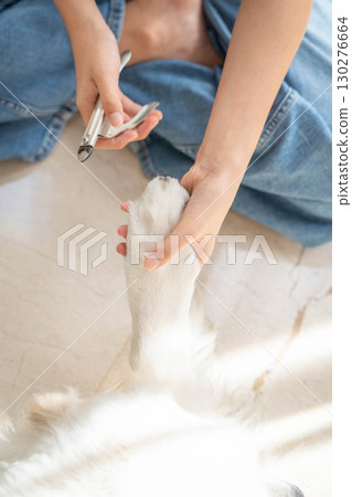 修剪黃金獵犬的指甲(寵物照顧) 修剪黃金獵犬的指甲(寵物照顧) 130276664