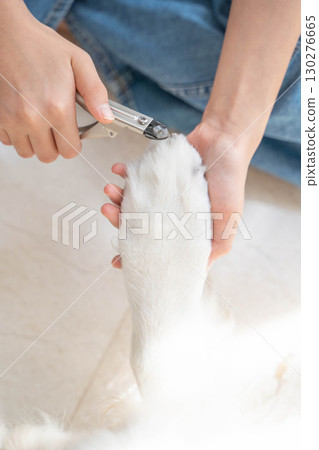 Cutting a golden retriever's nails (pet care) Cutting a golden retriever's nails (pet care) 130276665