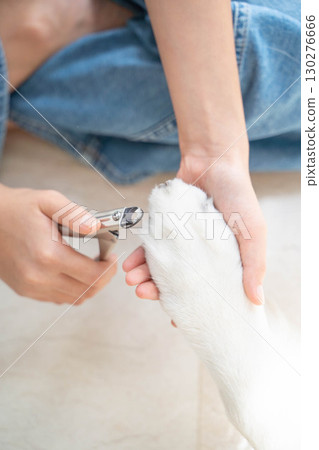 修剪黃金獵犬的指甲(寵物照顧) 修剪黃金獵犬的指甲(寵物照顧) 130276666