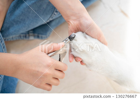 Cutting a golden retriever's nails (pet care) 130276667