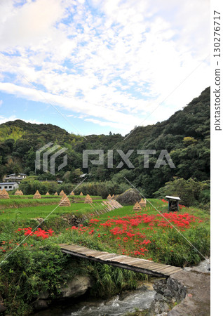 Red spider lilies blooming in the countryside Red spider lilies blooming in the countryside 130276717