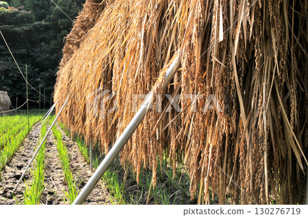Dried rice 130276719
