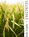 Rice field 130276735