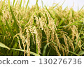 Rice field 130276736