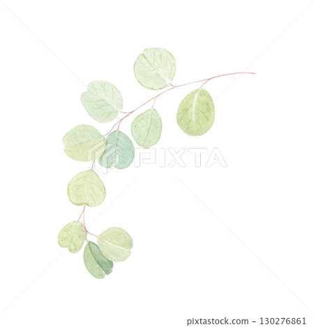 Eucalyptus branch watercolor illustration with round leaves on white background. Hand-painted art ideal for wedding invitations, natural cosmetics branding, packaging, fabric, eco decor, stationery 130276861