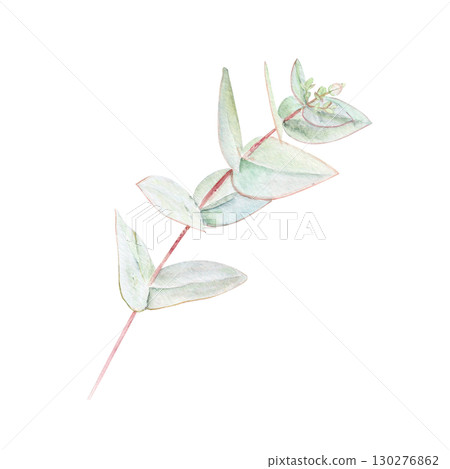 Eucalyptus branch watercolor illustration with pointed leaves on white background. Hand-painted art ideal for wedding invitations, natural cosmetics branding, packaging, fabric, eco decor, stationery 130276862