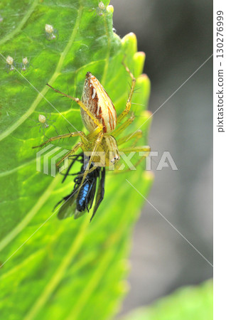 一隻猞猁蜘蛛在一片葉子上捕捉獵物 130276999