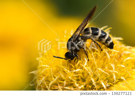 Ground wasps resting on Gaillardia 130277121