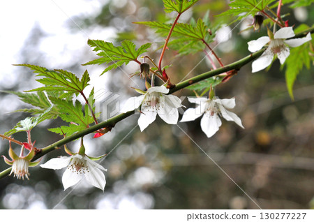 Momijiji草莓 130277227