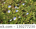 Flower of Ouninnu-noguri 130277230
