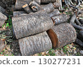 Log of shiitake mushroom 130277231