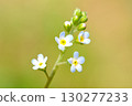 Small cucumber plants blooming in the spring garden 130277233