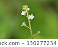 Small white flowers 130277234