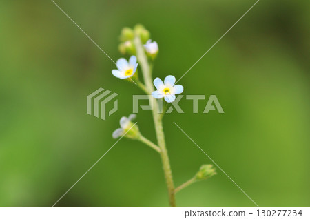 Small white flowers 130277234
