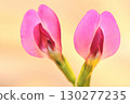 Cute vetch flowers 130277235