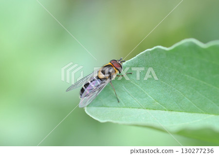 抽象的葉子 130277236