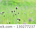 Thistles blooming in the early summer grassland 130277237