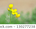 Yellow flower 130277238