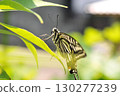 Swallowtail butterfly  130277239