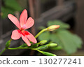 Red flower	 130277241