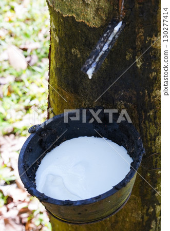 Scrape rubber from rubber trees, latex Scrape rubber from rubber trees, latex 130277414
