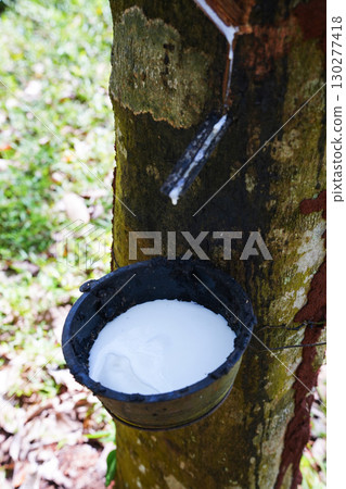 Scrape rubber from rubber trees, latex 130277418