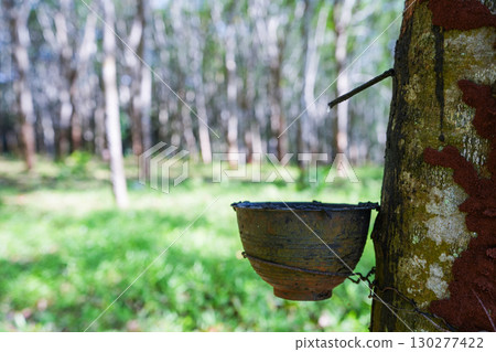 Scrape rubber from rubber trees, latex Scrape rubber from rubber trees, latex 130277422