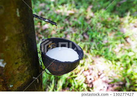 Scrape rubber from rubber trees, latex Scrape rubber from rubber trees, latex 130277427