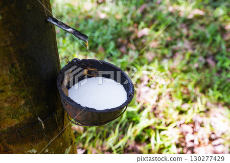 Scrape rubber from rubber trees, latex Scrape rubber from rubber trees, latex 130277429