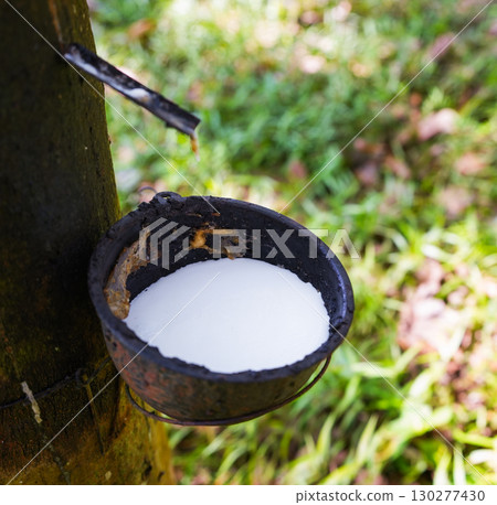 Scrape rubber from rubber trees, latex 130277430