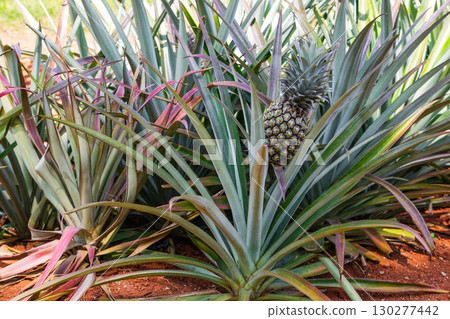 pineapple trees with fruit in the plantation 130277442