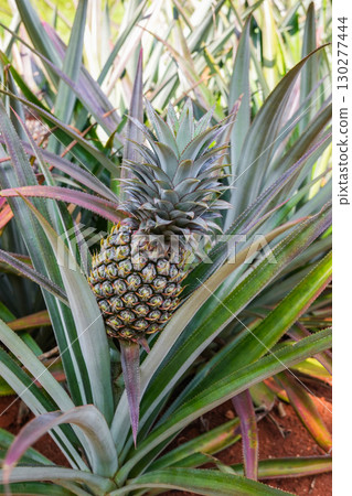 pineapple trees with fruit in the plantation pineapple trees with fruit in the plantation 130277444