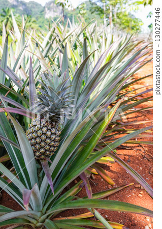 pineapple trees with fruit in the plantation pineapple trees with fruit in the plantation 130277446