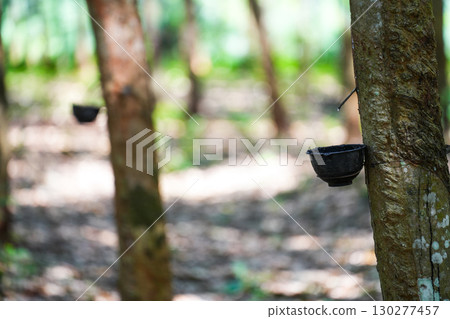 Scrape rubber from rubber trees, latex 130277457