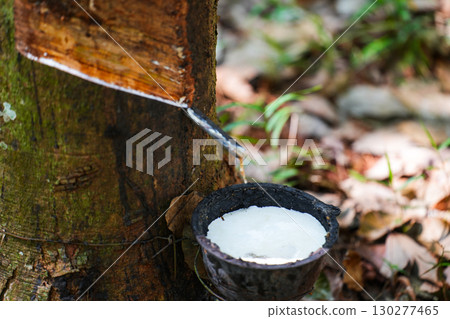 Scrape rubber from rubber trees, latex 130277465
