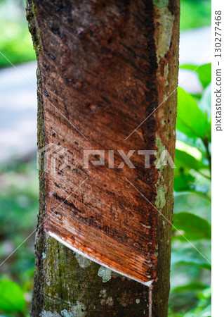 Scrape rubber from rubber trees, latex Scrape rubber from rubber trees, latex 130277468
